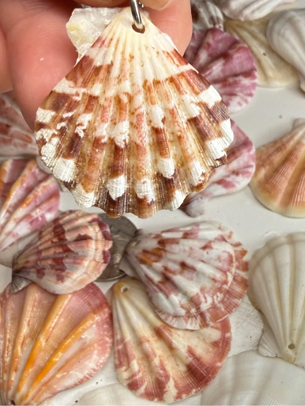 New! Natural Folded Scallops Pre Drilled Holes DIY Jewelry Making Crafting Lot